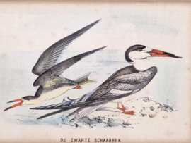 Litho van een zwarte schaarbek