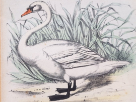 Litho van een zwaan