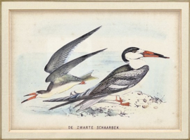 Litho van een zwarte schaarbek