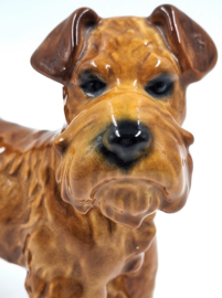 Ierse Terriër door Goebel