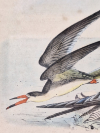 Litho van een zwarte schaarbek