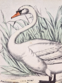 Litho van een zwaan