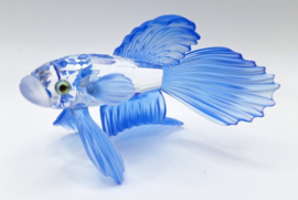 Siamese vechtvis blauw 7644/000/005