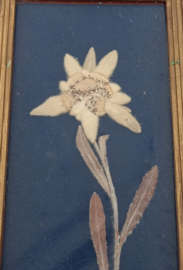 Houten lijst met gedroogde bloem