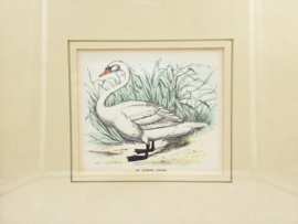Litho van een zwaan