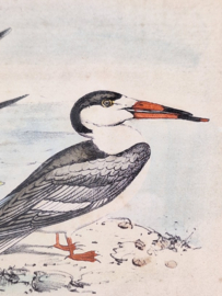 Litho van een zwarte schaarbek