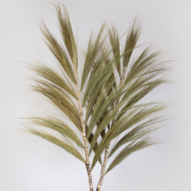 Rayung Gras Pluimen – Naturel – 2m – Set van 3
