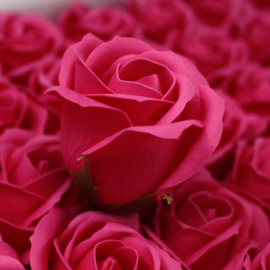 Zeeprozen 50 Stuks Donker Roze - Medium Zeeproos