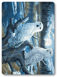 Wenskaart 3D - Snowy Owls