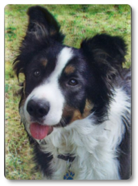 Wenskaart 3D - Border Collie