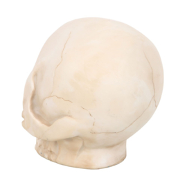 Figurine- Skull With Snake