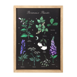 Frame - Poisonous Plants