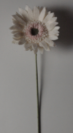 Witte Gerbera