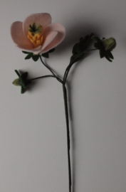 Zalm roze Hibiscus