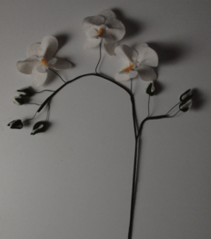 Orchidee