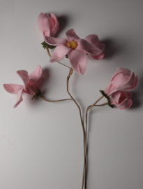 Licht roze Magnolia