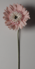 Licht roze Gerbera