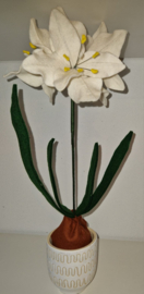 Witte Amaryllis