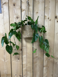 Philodendron schandes- klimmende boomliefhebber 80 cm