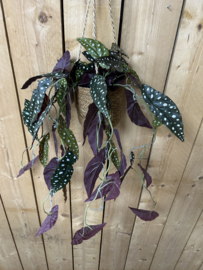 Begonia Maculata Stippenbegonia  80 cm
