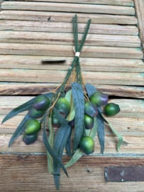 Olea europaea groen (Eucalyptus Bells)               40cm