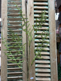 Asparagus setaseus L