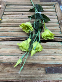 Lysianthus groen               75cm