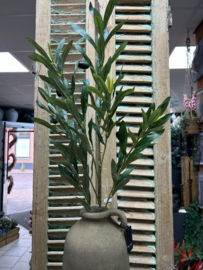 Olea