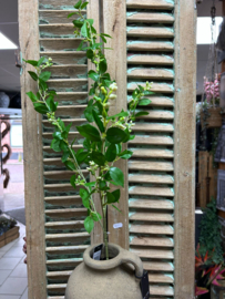Eucalipthus groen