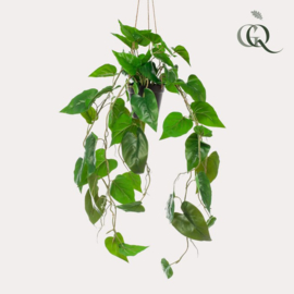 Philodendron schandes- klimmende boomliefhebber 80 cm