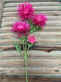 Spider gerbera               65cm