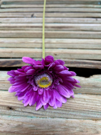 Gerbera               56cm