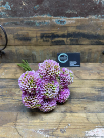 Dahlia Pompon paars