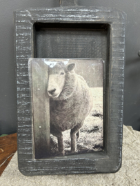 Schaap