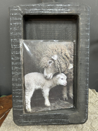 Schaap