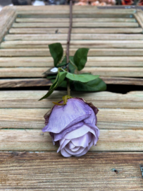 Single Rose Lavender               56cm