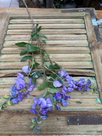 Wisteria Paars               90cm