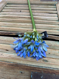 Agapanthus               92cm