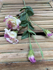 Lisianthus (Eustoma)              70cm