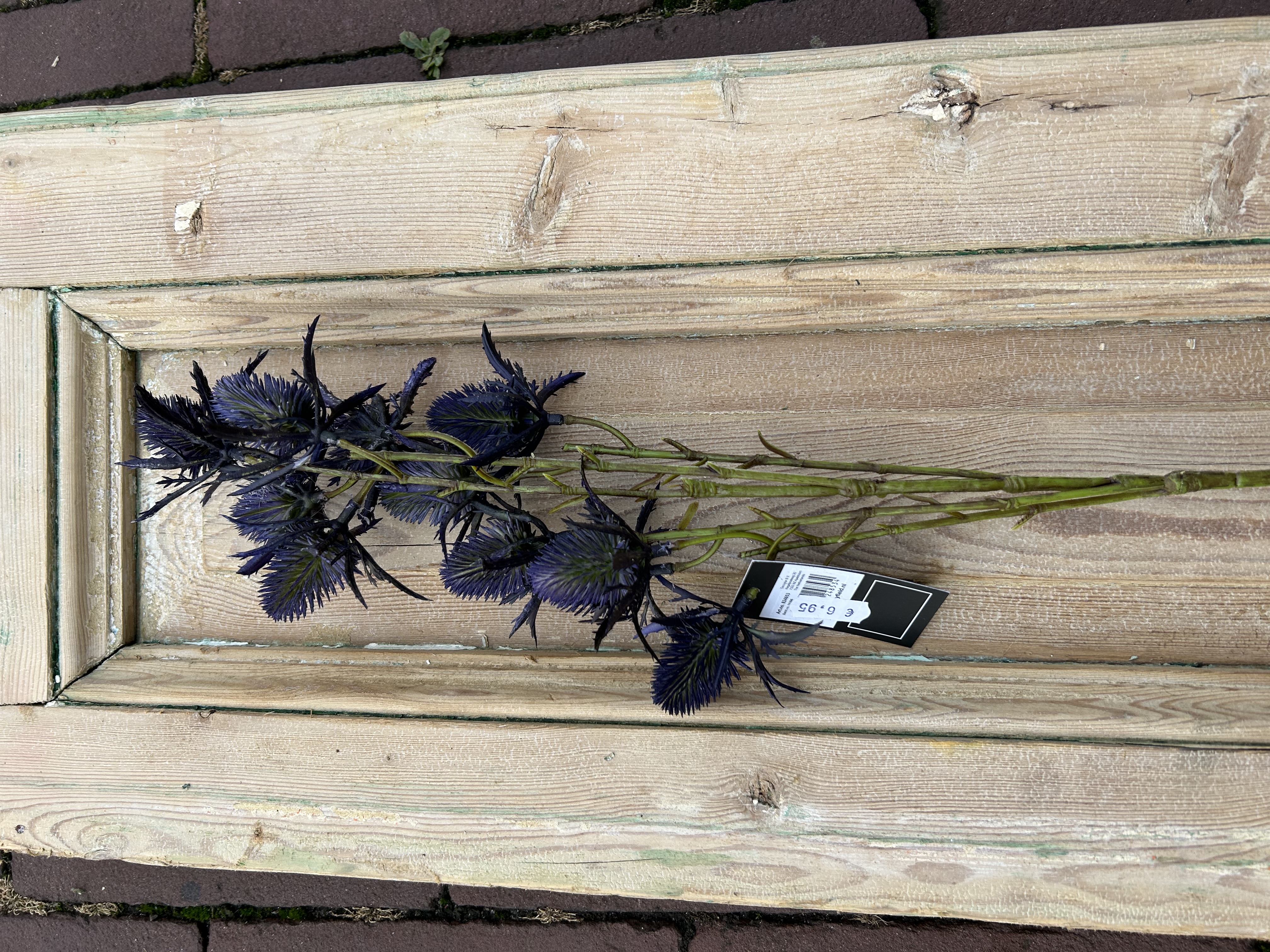 Distel paars
