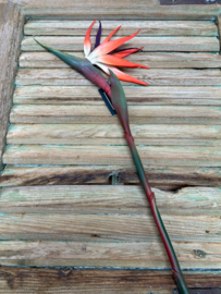 Bird of paradise oranje               85cm