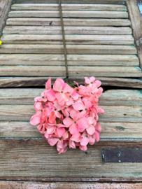 Hydrangea roze               78cm