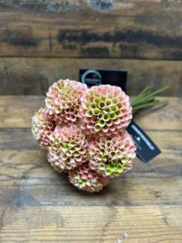 Dahlia Pompon roze