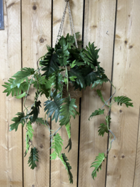 Philodendron 80 cm