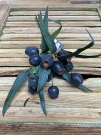 Olea europaea zwart (Eucalyptus Bells)               38cm