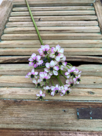 Ornithogalum               66cm