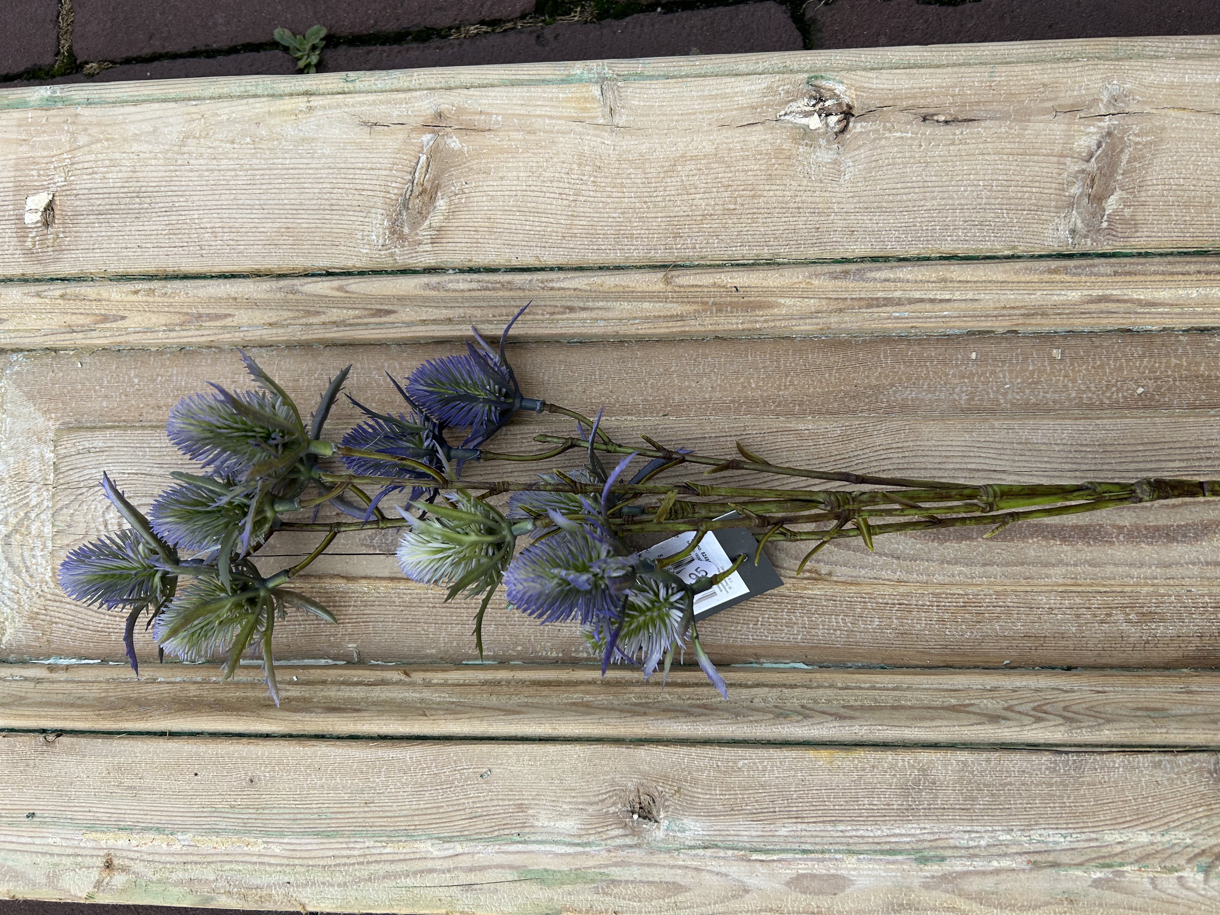 Distel blauw