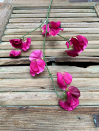 Lathyrus oradus roze               75cm