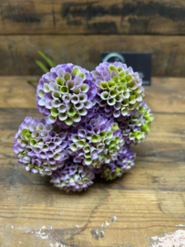 Dahlia Pompon lila