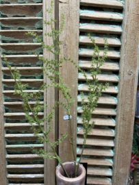 Asparagus setaseus S
